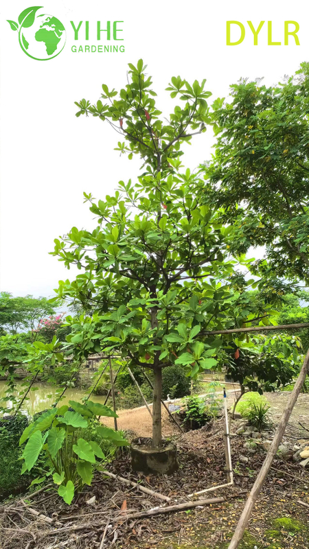Gro&szlig;handel mit dekorativem Terminalia-Catappa-Baum, gro&szlig;bl&auml;ttrige Mandel f&uuml;r den Export im Garten- und Landschaftsbau