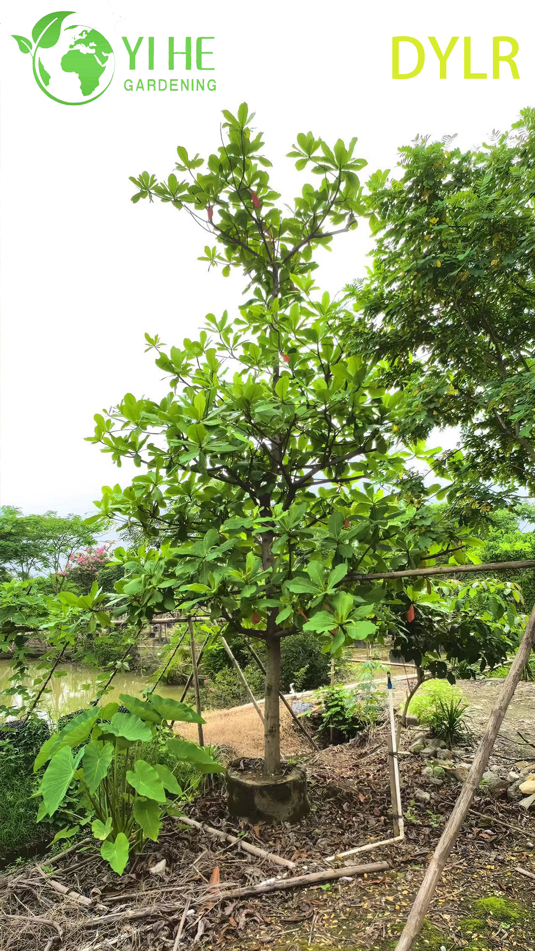 Gro&szlig;handel mit dekorativem Terminalia-Catappa-Baum, gro&szlig;bl&auml;ttrige Mandel f&uuml;r den Export im Garten- und Landschaftsbau