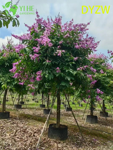 Lagerstroemia speciosa &agrave; grandes feuilles, myrte de cr&ecirc;pe ornemental &agrave; grandes feuilles, Lagerstroemia de jardin tropical, myrte de cr&ecirc;pe &agrave; grandes feuilles &agrave; feuilles persistantes