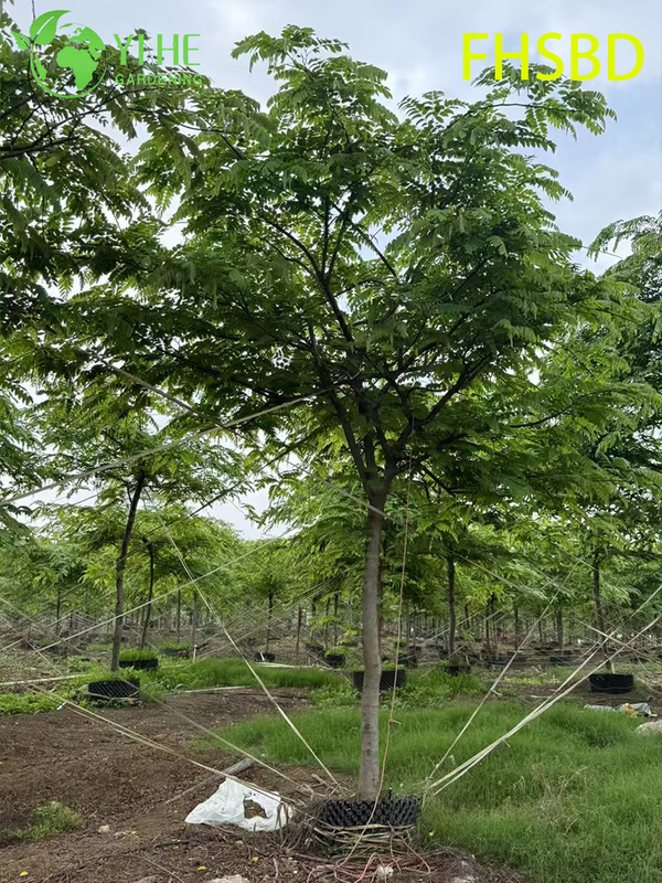 M&agrave;u hồng trang tr&iacute; - Hoa Cassia Javanica, C&acirc;y Cassia hồng trong vườn nhiệt đới, C&acirc;y Cassia Javanica ra hoa thường xanh, M&agrave;u hồng cảnh - Blossom Cassia