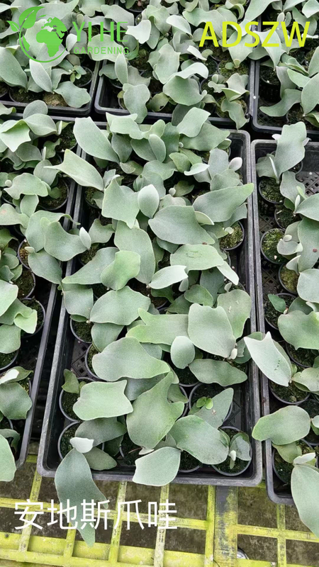 Großhandel mit Andes-Java-Topfpflanzen für den Innen- und Außenbereich, Landschaftsbau und Dekoration