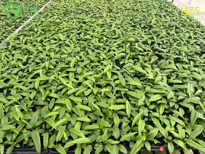 ຂາຍສົ່ງຂາຍຍົກ King/Tie ເບ້ຍ Anthurium | ເບ້ຍໄມ້ປະດັບເຂດຮ້ອນ