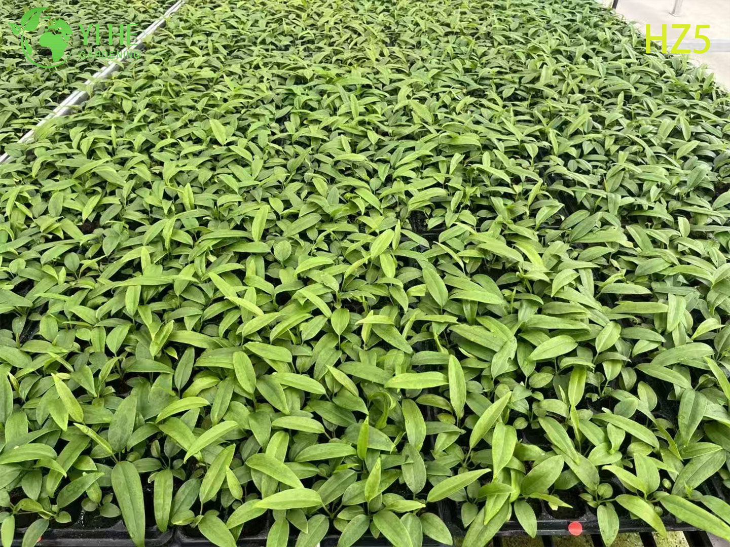 ຂາຍສົ່ງຂາຍຍົກ King/Tie ເບ້ຍ Anthurium | ເບ້ຍໄມ້ປະດັບເຂດຮ້ອນ