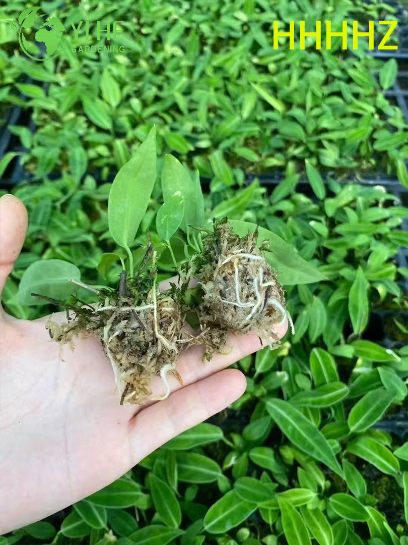 تصدير شتلات فلامنغو الملكة أنثوريوم بالجملة | شتلات أوراق الزينة الاستوائية