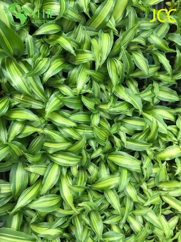 Exporta&ccedil;&atilde;o por atacado de mudas de folhagem tropical com brilho dourado | Mudas de Plantas Ornamentais