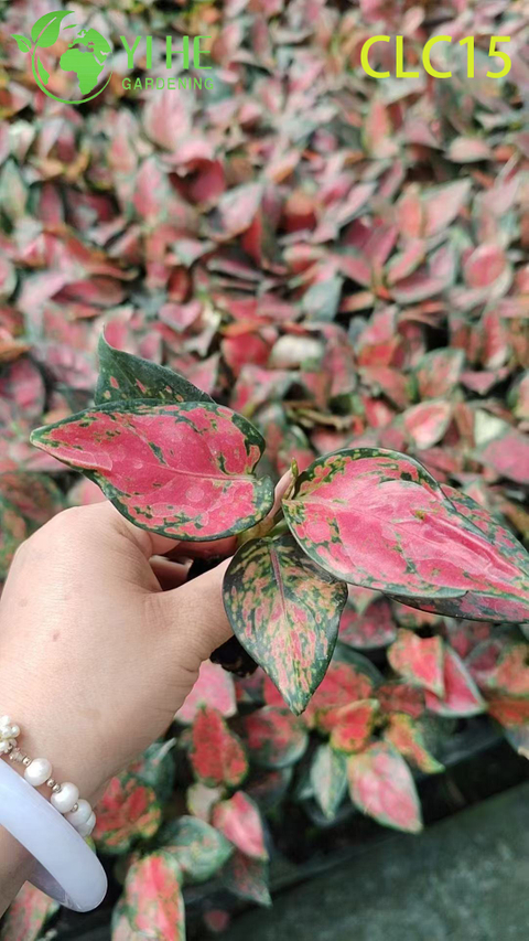 Peonia premium dorata e nera Aglaonema | Piantine di piante con fogliame tropicale per l'esportazione all'ingrosso