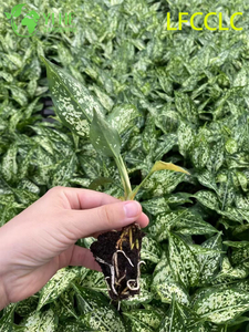 Groothandel export groene jade Aglaonema zaailingen | Tropische siergebladerte zaailingen