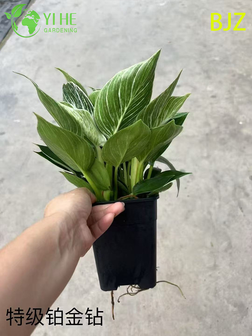 इनडोर लक्जरी पत्ते सजावट के लिए थोक प्लैटिनम डायमंड पॉटेड पौधे