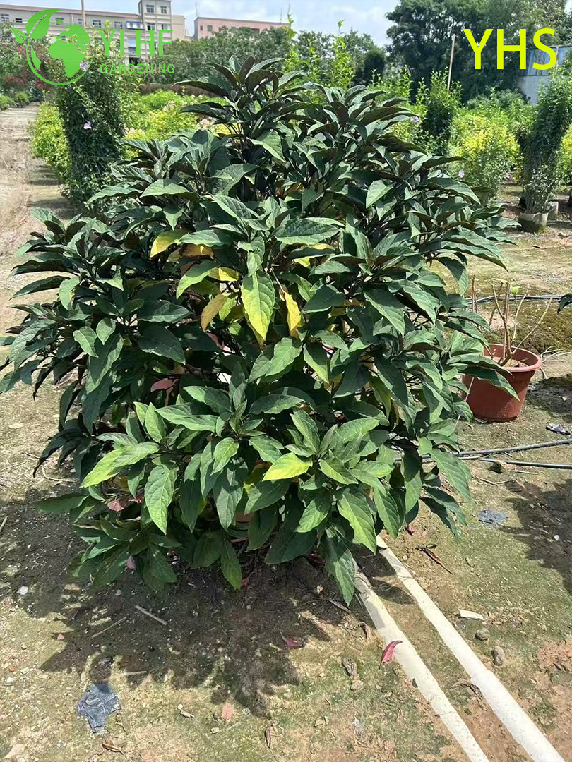 Фейерверк Дерево Декоративный Цветок Тропический Сад Растение Клеродендрум Четырехглазный