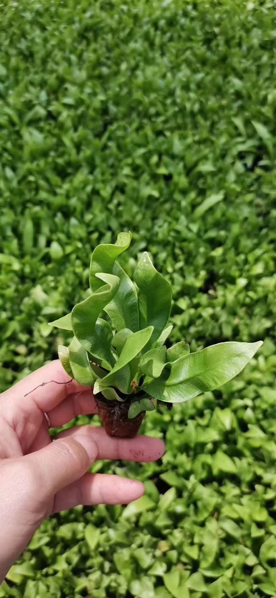 Piantine di Asplenium nidus Crospy Wave