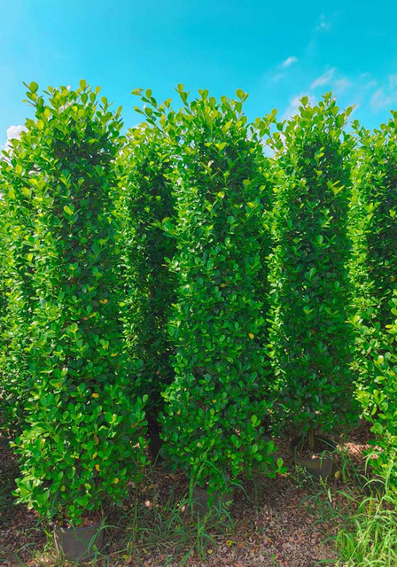 Ficus