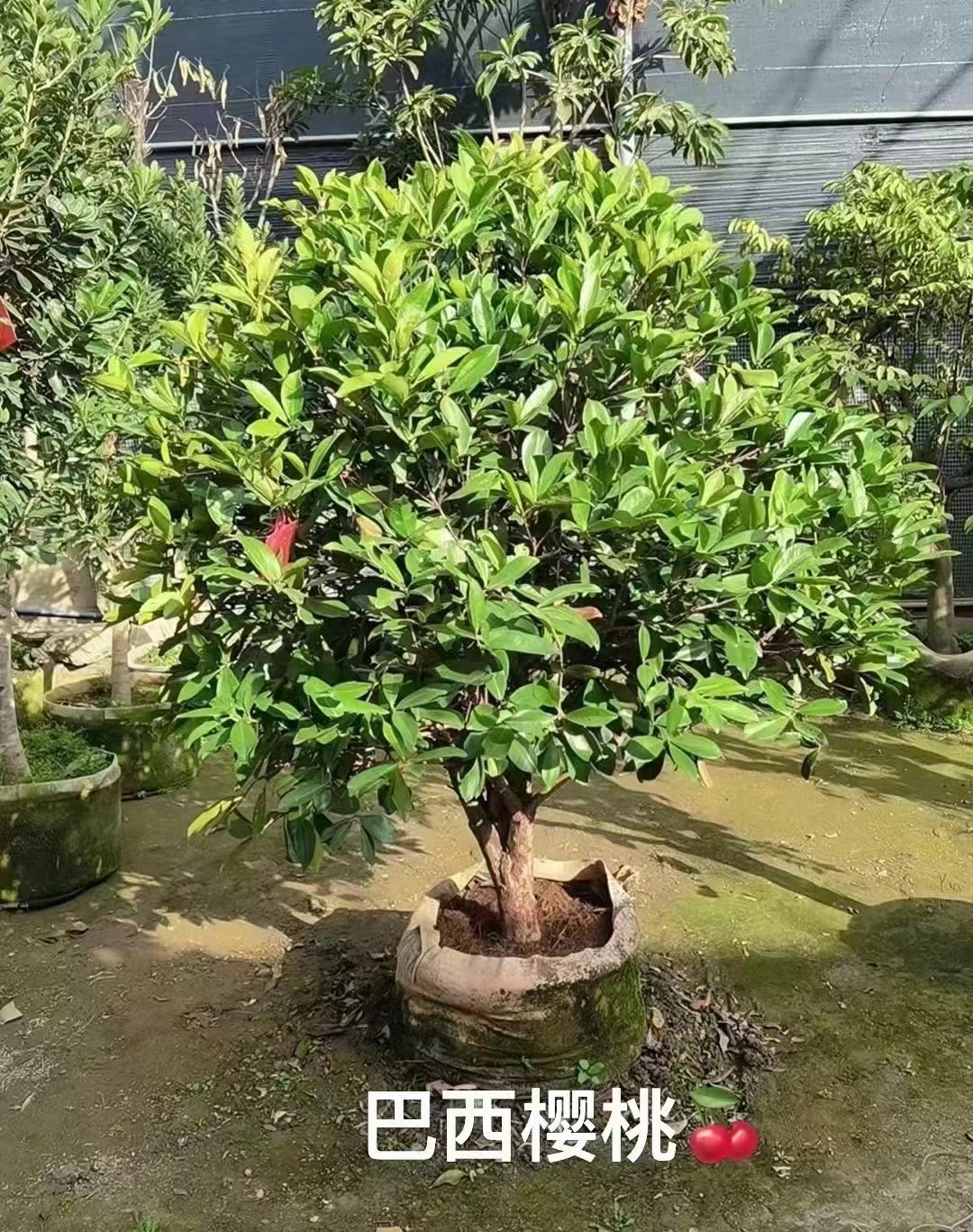 Drzewa owocowe Eugenia brasiliensis