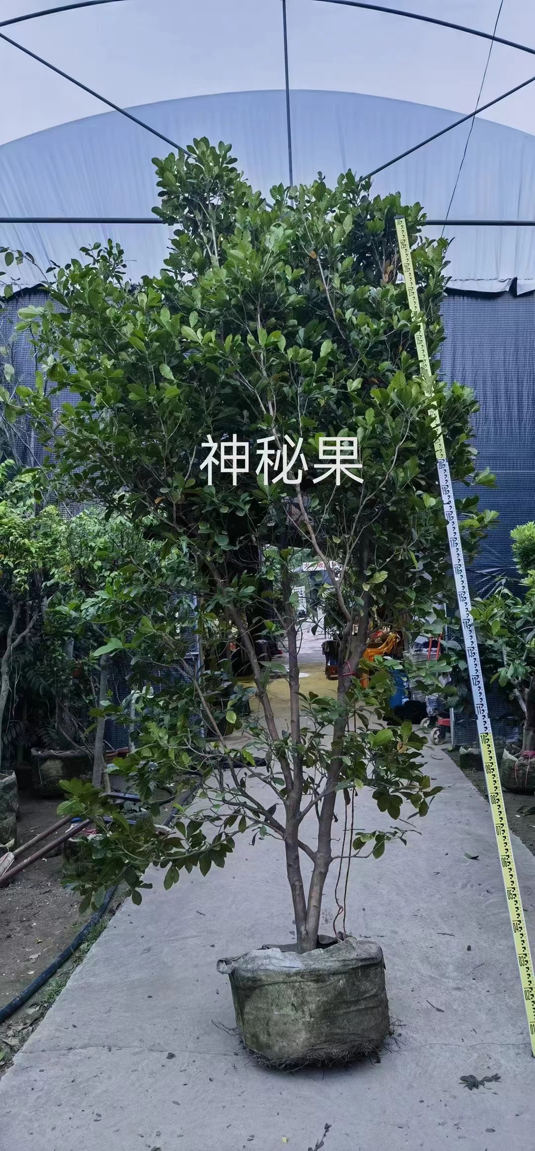 Чудо-фруктовые деревья Synsepalum dulcificum Daniell.