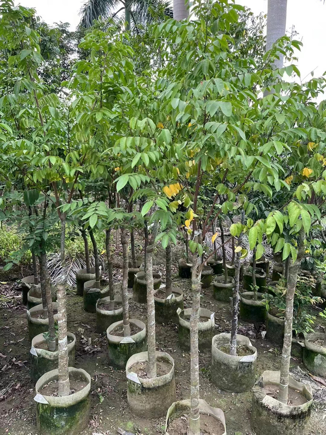 Averrhoa carambola L.,&aacute;rboles frutales de estrella