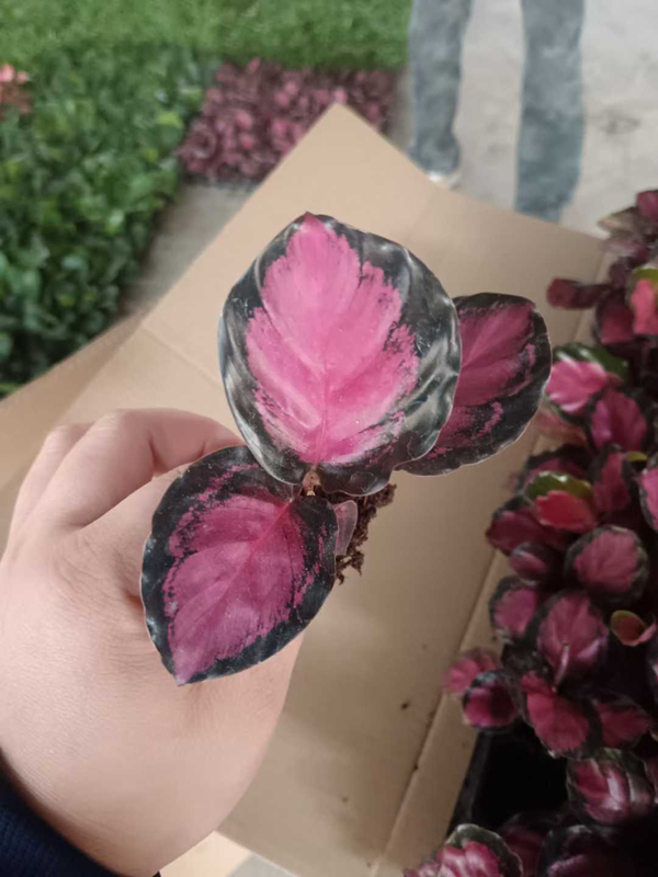 Muda da Deusa Carmesim