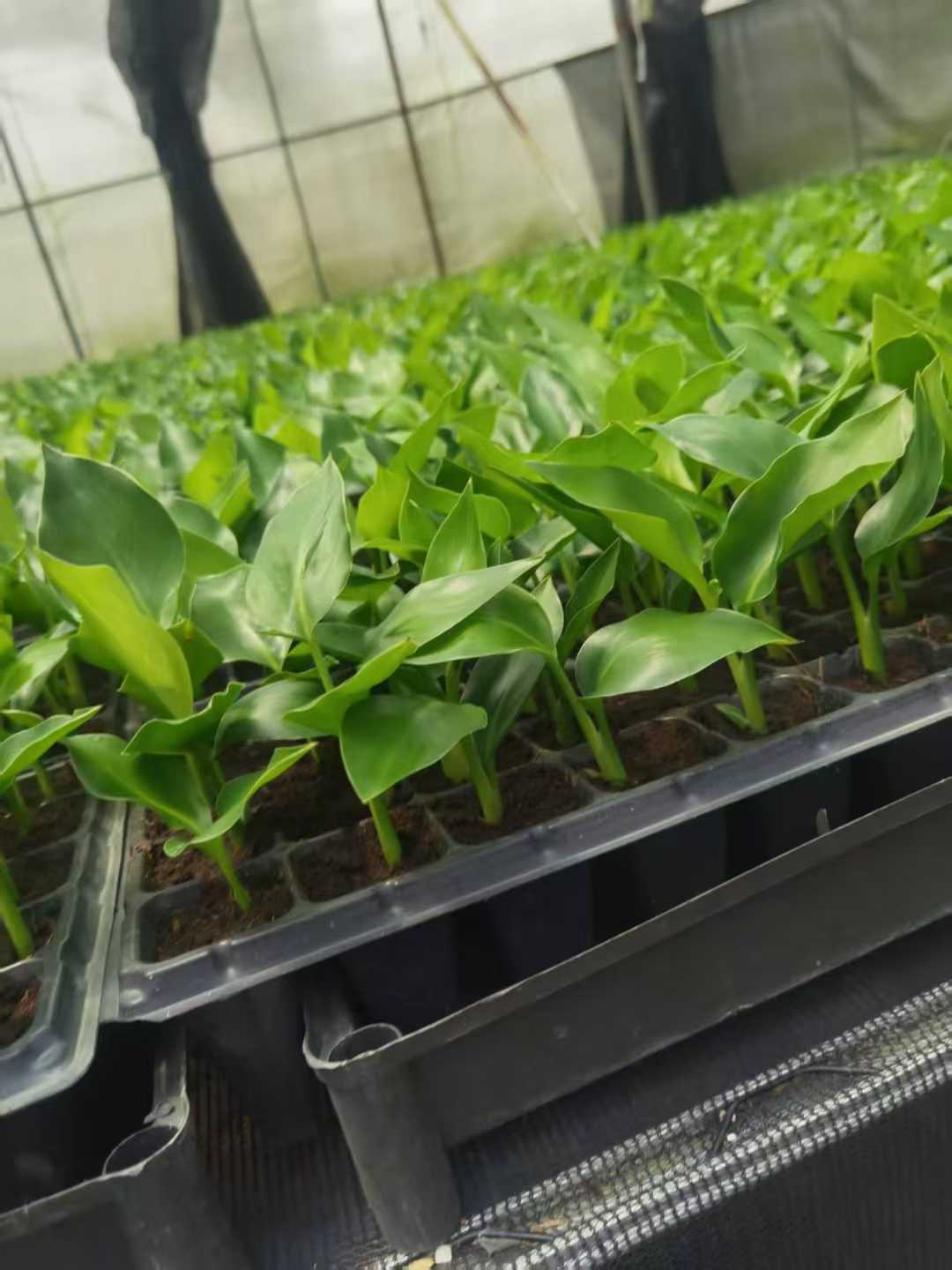 Semis de Strelitzia Nicolai