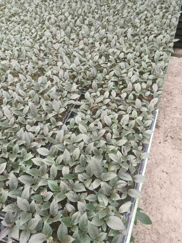 फिलोडेंड्रोन ब्लैक कार्डिनल