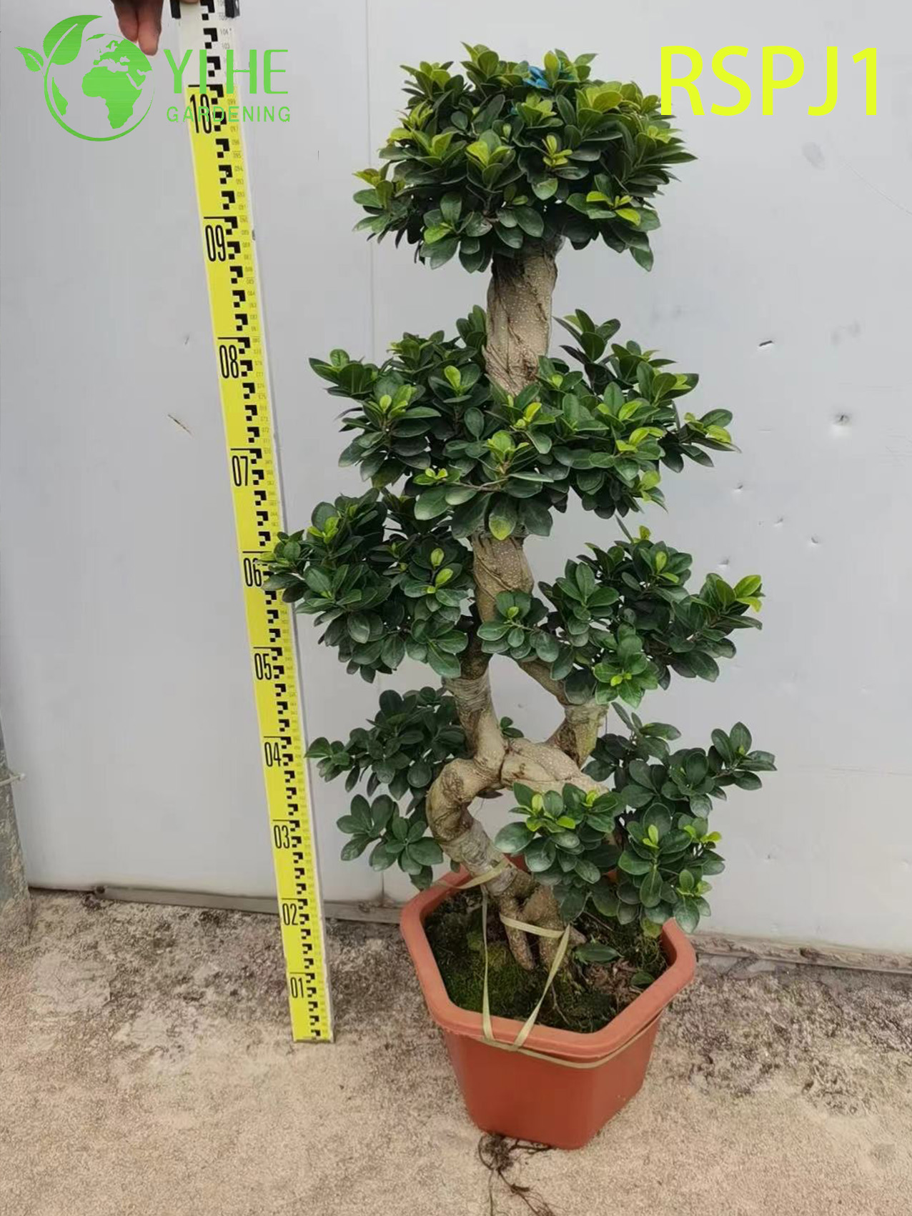Th&acirc;n c&acirc;y dệt d&agrave;y C&acirc;y Ficus nghệ thuật cao Một c&acirc;y cảnh sống tr&ecirc;n s&agrave;n trong nh&agrave;