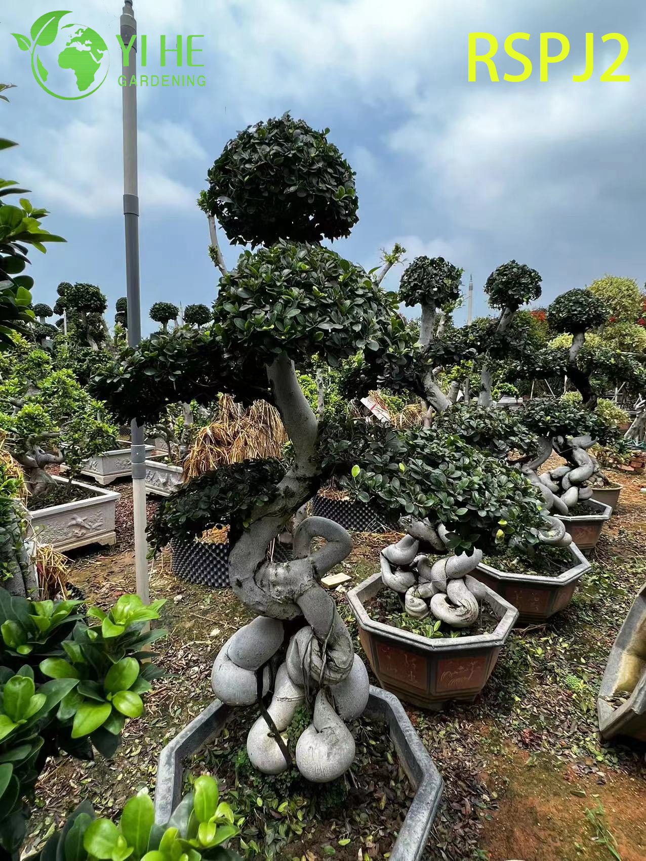 Albero di ficus artistico alto e contorto, una pianta bonsai da pavimento per interni viva 