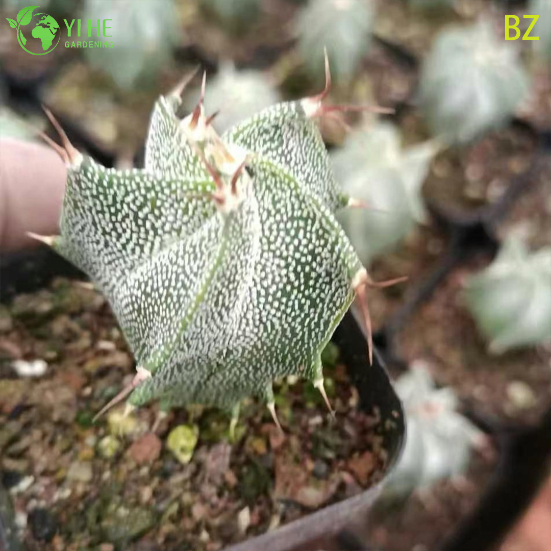 도매 Asphytum Ornatum 승려 후드 선인장 라이브 스타 식물 분재