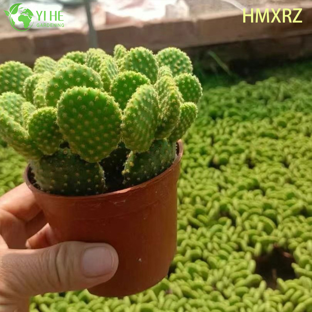 Cacto com orelhas de coelho vivas atacado bolinhas amarelas Opuntia planta bonsai