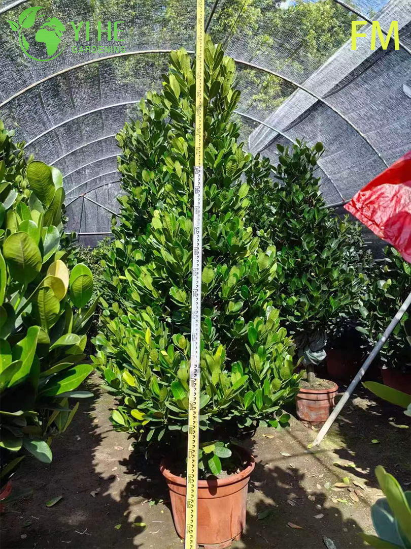 Venda por atacado de planta viva de &aacute;rvore Fukugi vertical para bonsai de cobertura de paisagem ornamental