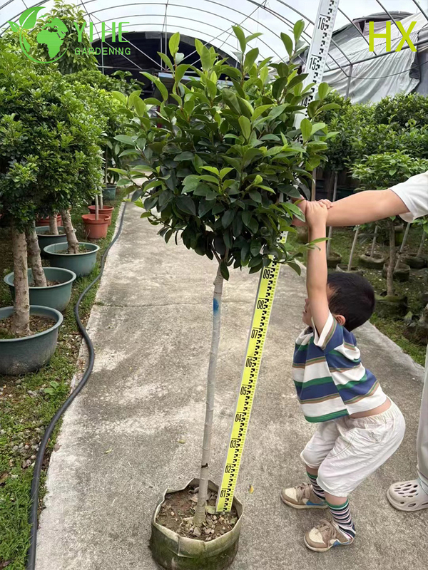 Kokulu Bah&ccedil;e Korunması Bonsai i&ccedil;in Toptan Canlı Michelia Figo Muz &Ccedil;alı