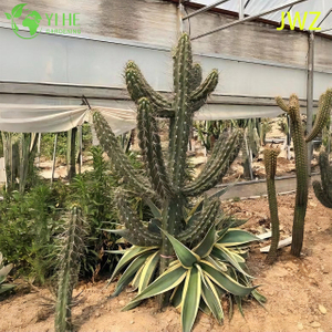 Cactus de poste de cerca mexicano vivo, una suculenta columnar alta y acanalada