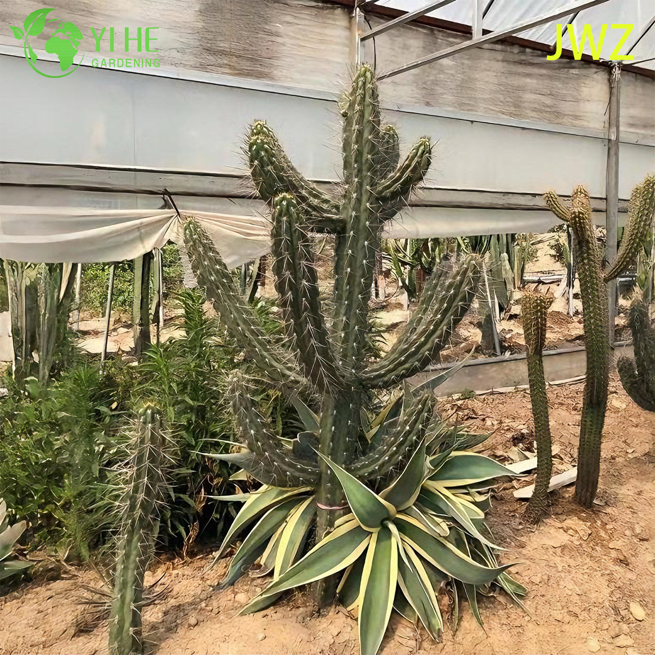 Cactus de poste de cerca mexicano vivo, una suculenta columnar alta y acanalada