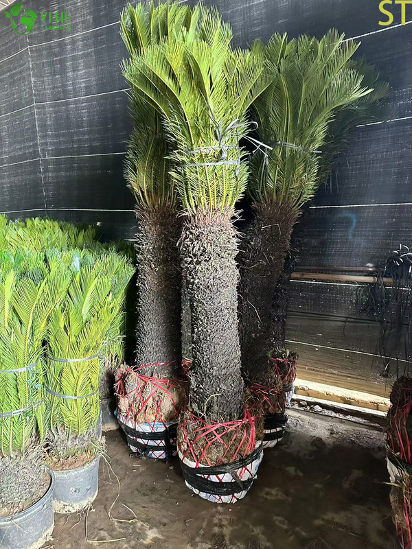 Cycas palmy sago o pojedynczej łodydze
