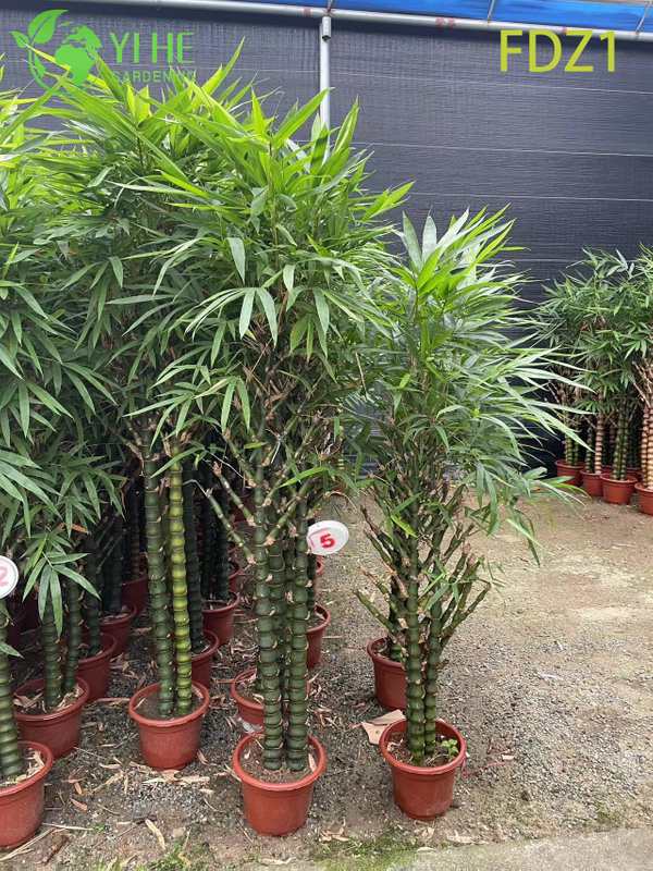 Bamb&ugrave; agglomerante della pancia del Buddha dorato vivo all'ingrosso per la progettazione del paesaggio bonsai