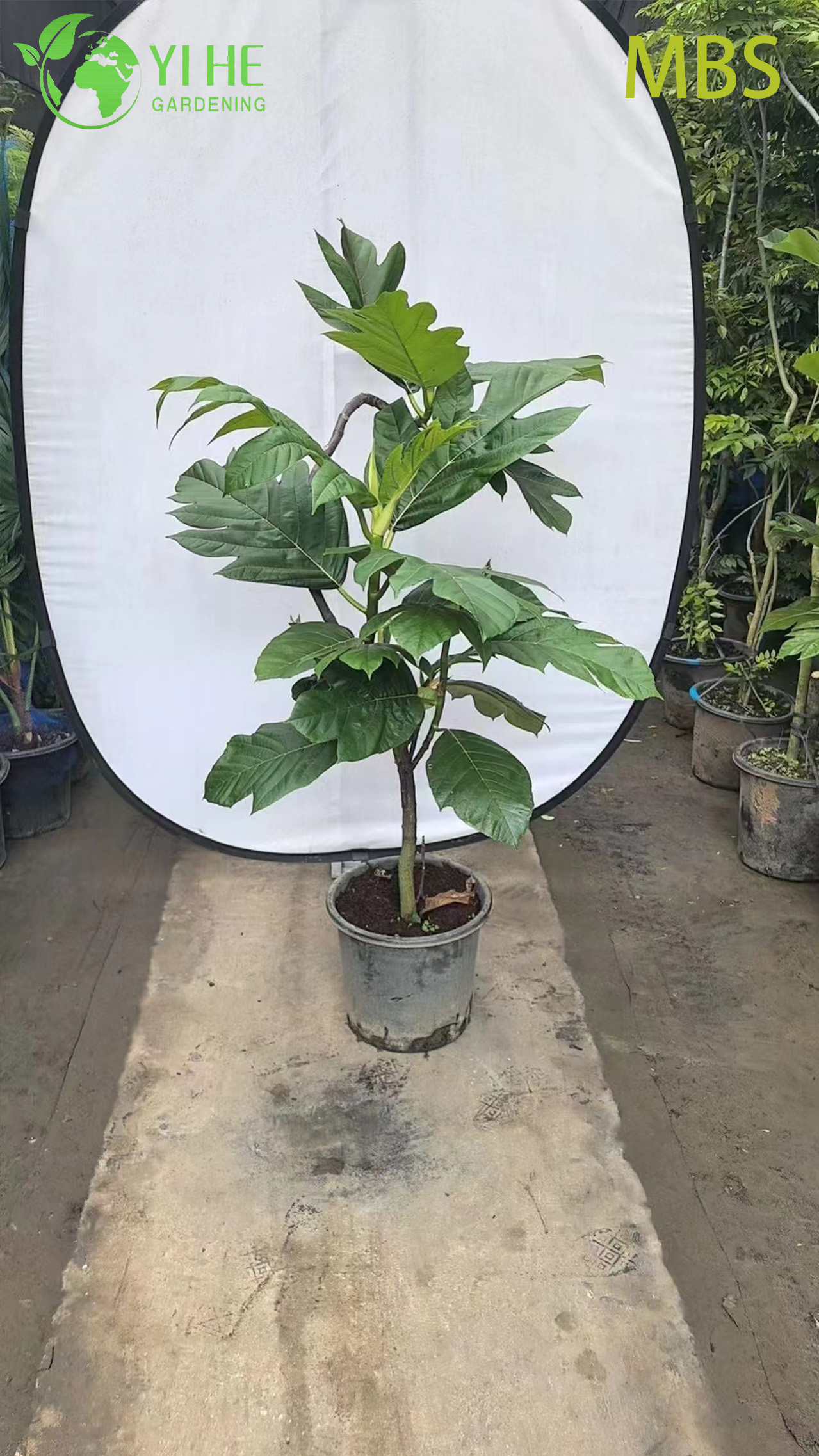 Venda por atacado de &aacute;rvore de fruta-p&atilde;o viva Artocarpus planta tropical comest&iacute;vel bonsai