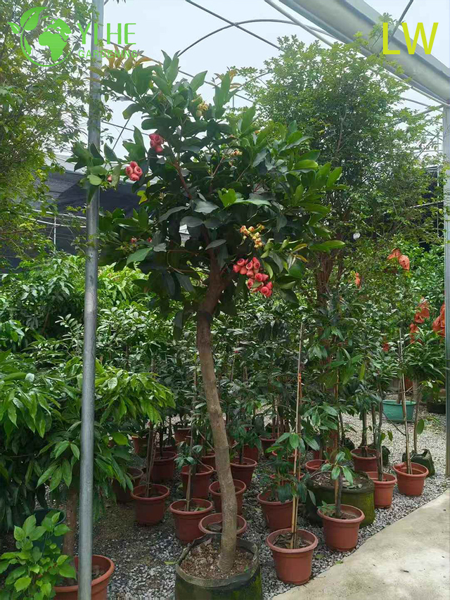 さわやかな鐘形の食用果実がついたフレッシュワックスアップルツリー Syzygium samarangense 盆栽
