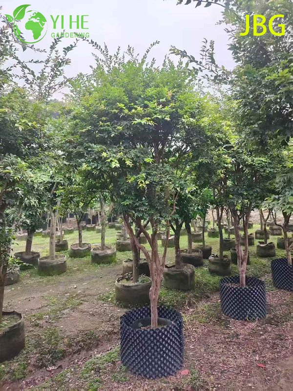 Пышное вечнозеленое дерево джабутикаба со съедобными плодами, похожими на виноград, бонсай