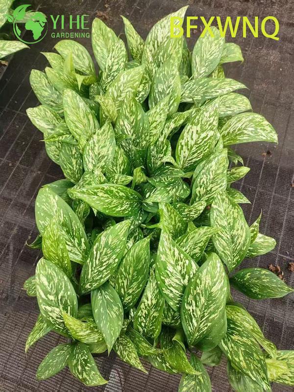 ขายส่ง Dieffenbachia พายุหิมะ Variegated Dumb Cane Plant Plug ต้นกล้า