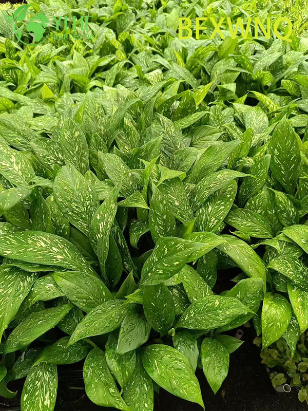 ขายส่ง Dieffenbachia พายุหิมะ Variegated Dumb Cane Plant Plug ต้นกล้า