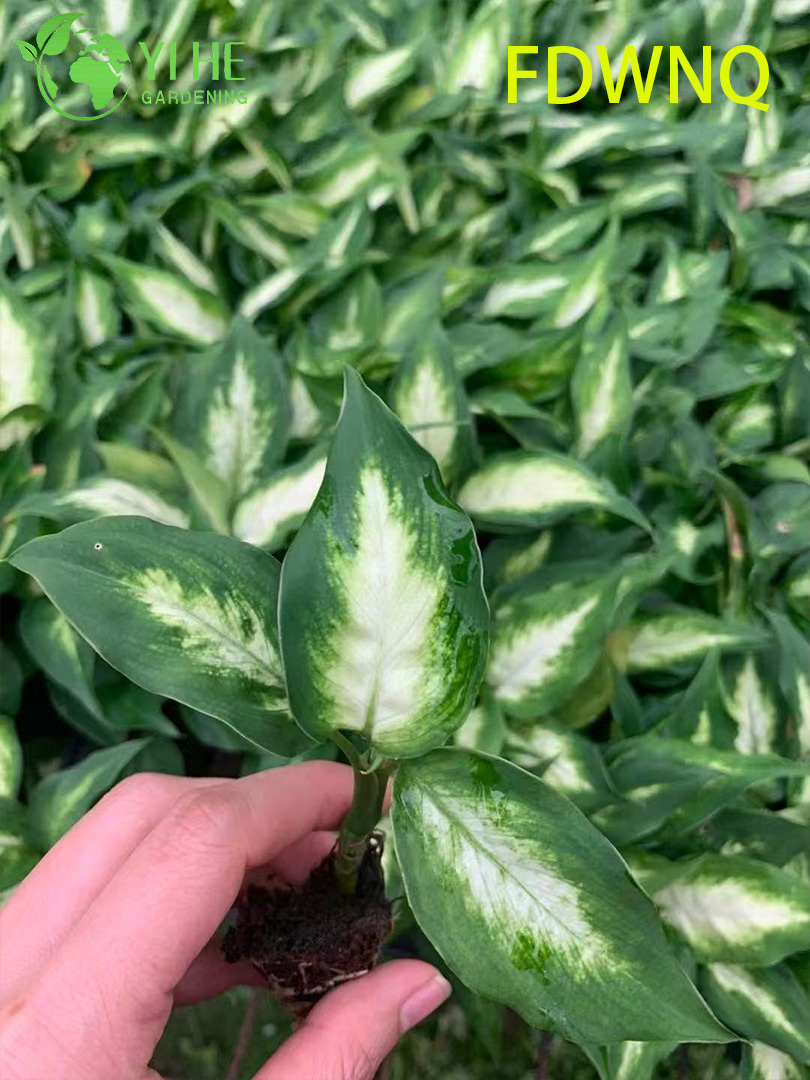 Atacado Dieffenbachia Camille Live Variegated Mudo Cane Starter Plug Mudas