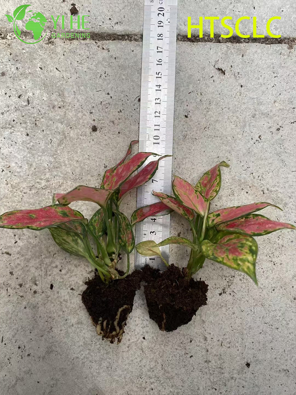 Groothandel Aglaonema Red Angel Live Chinese Evergreen Starter Plug Zaailingen
