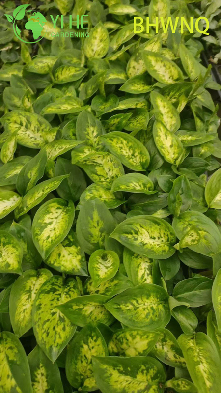 លក់ដុំ Dieffenbachia White Flame Live Dumb Cane Starter Plug Seedlings
