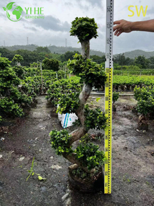 Ficus Bonsaï en forme de S