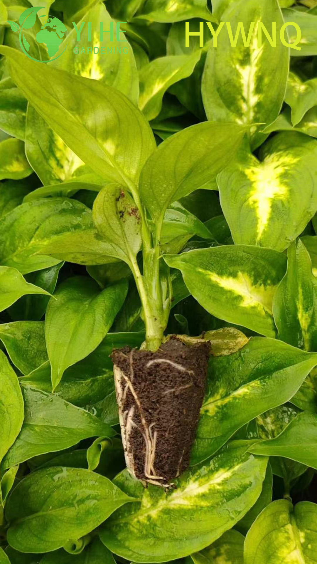 Venta al por mayor Dieffenbachia Tropic Snow Live Dumb Cane Starter Plant Pl&aacute;ntulas