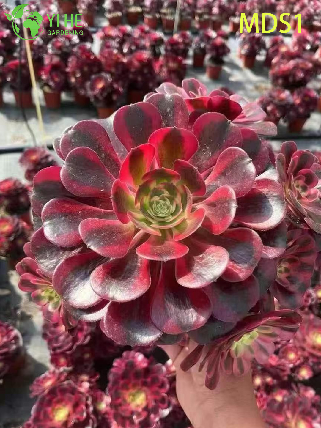 Venta al por mayor Aeonium Medusa planta viva roseta roja y negra bons&aacute;i suculento