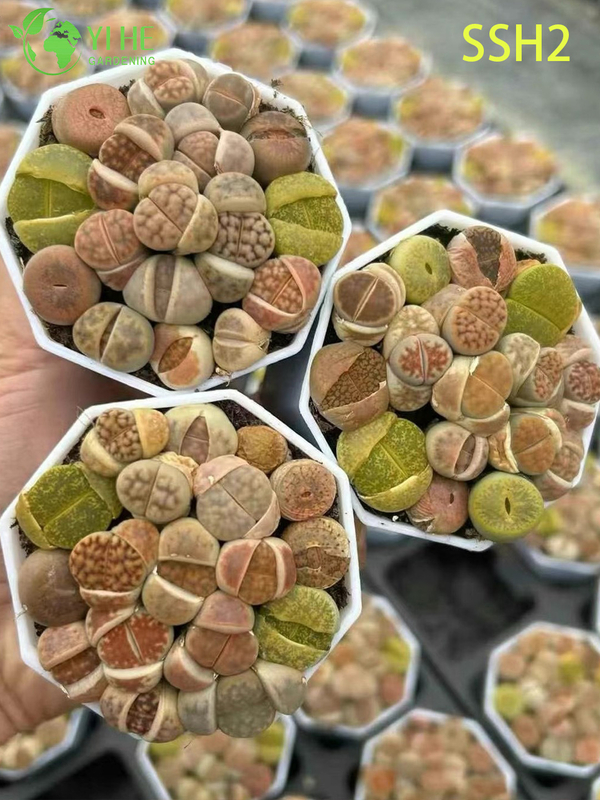 ຂາຍສົ່ງອອກດອກສີຂາວ Lithops ຫີນດໍາລົງຊີວິດຫຼາກຫຼາຍຊະນິດພືດ succulent Bonsai