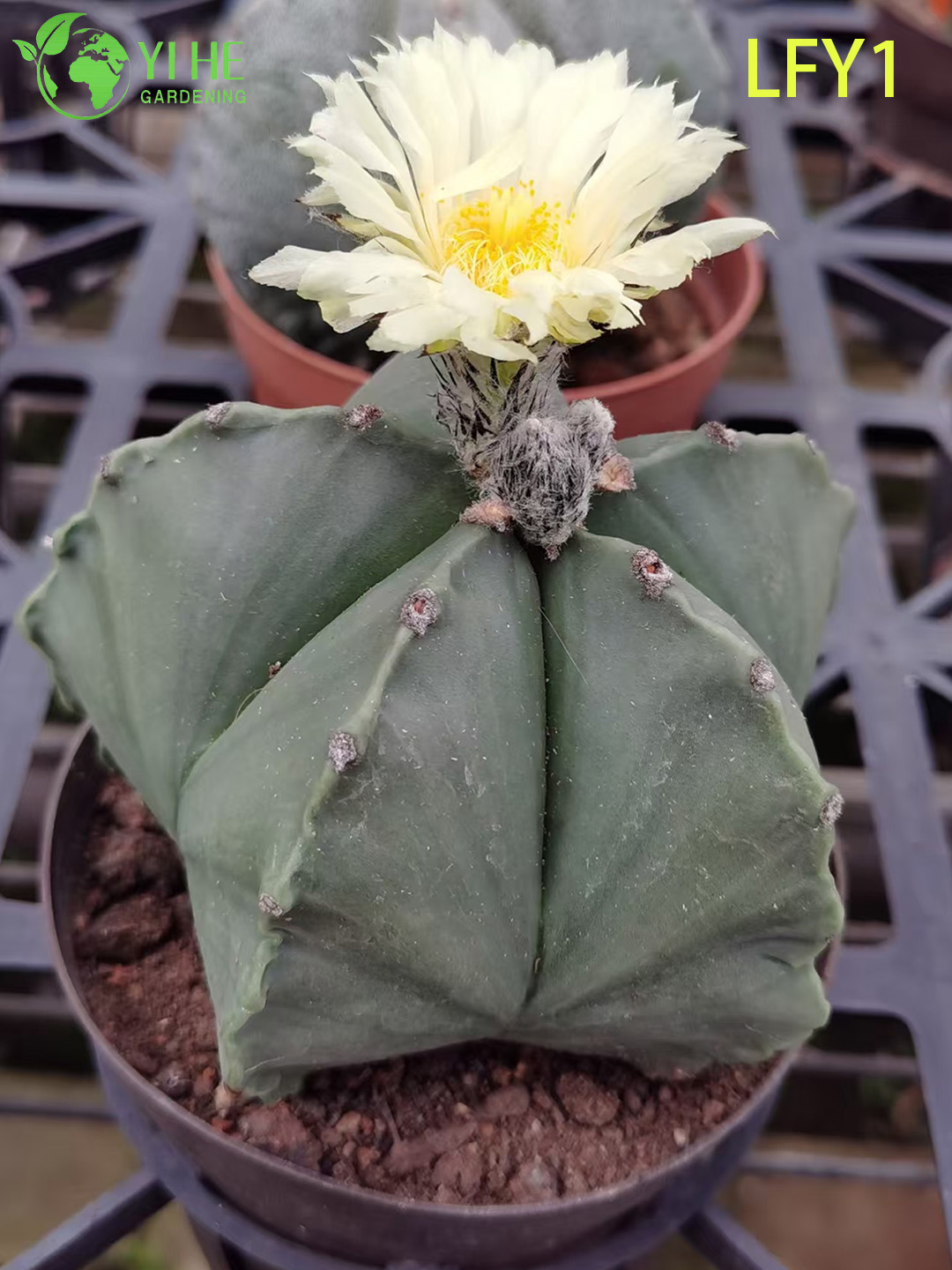 Cactus Astrophytum panach&eacute; vivant en gros pour bonsa&iuml; de p&eacute;pini&egrave;re succulente de collectionneur