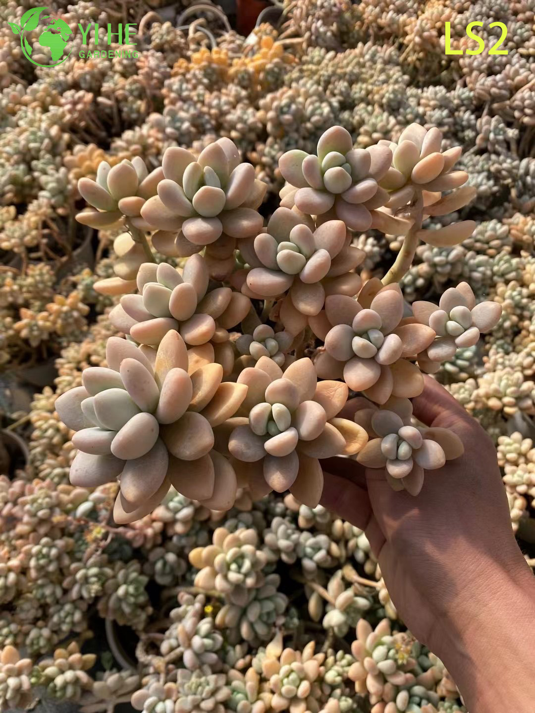نبات المشمش الوهج النضر الحي بالجملة مجموعة روزيت السمين بونساي