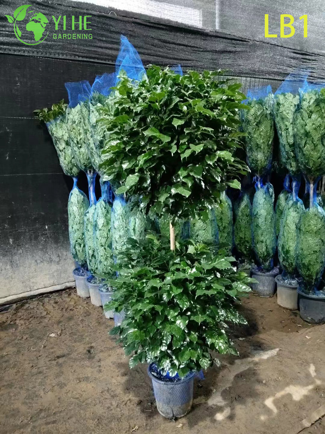 Großhandel China Doll Plant Two Ball Topiary Live Indoor Tree Bonsai