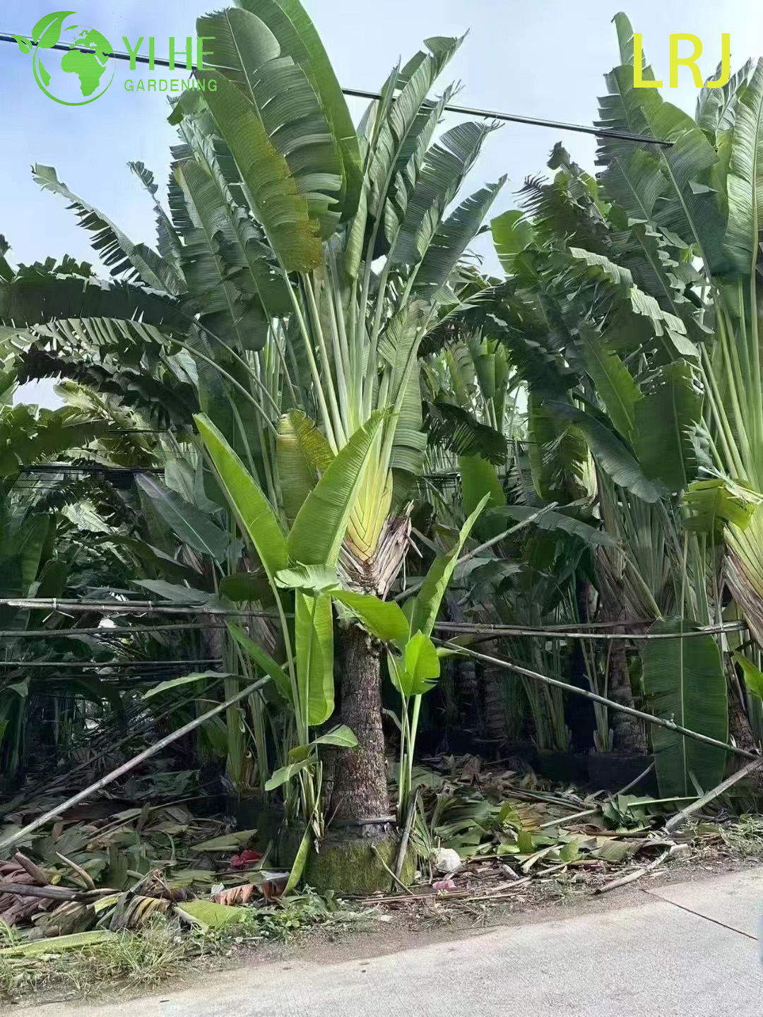 شجرة بونساي للمسافر بالجملة، شجرة بونساي، لايف رافينالا، المعمارية