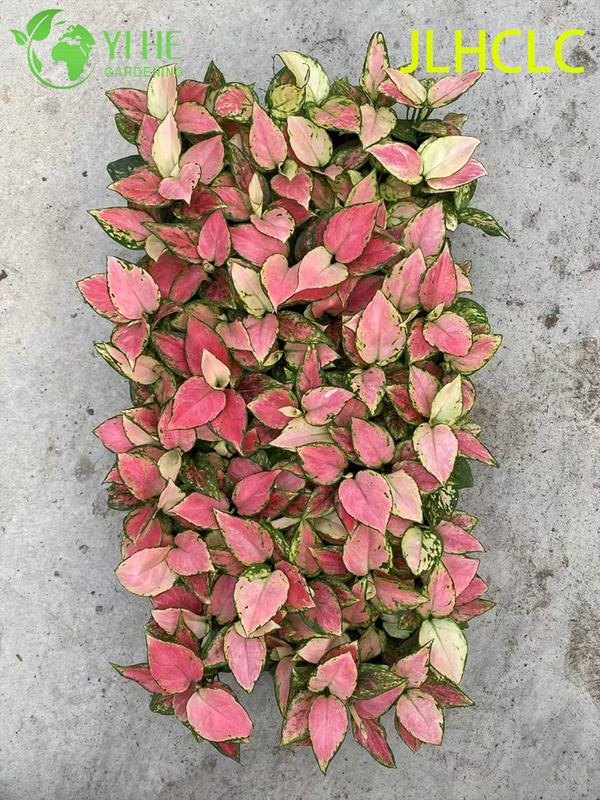Aglaonema 상서로운 빨간색빨간 중국 상록다채로운 관엽 식물행운 식물 모종