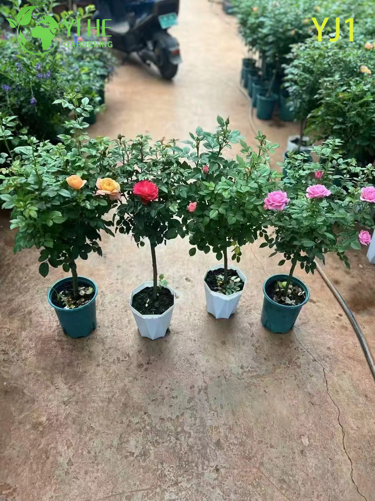 Bonsai di piante da fiore vive standard rosa bicolore all'ingrosso