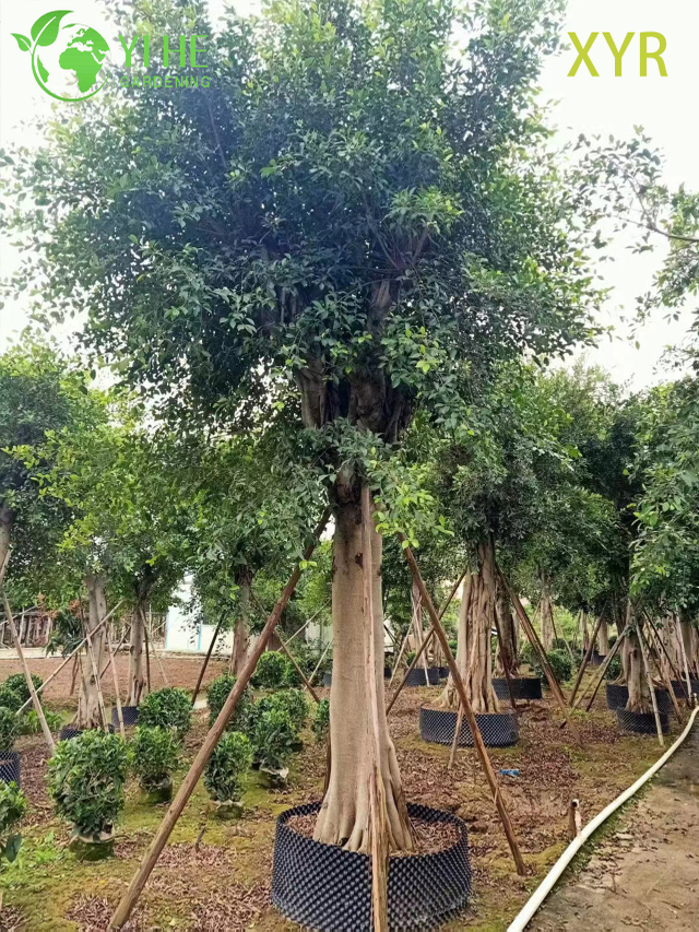 Korunma ve Tarama Ağacı i&ccedil;in Yoğun Yaprak D&ouml;kmeyen Ficus Nitida Hint Defnesi